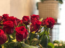 Caricare l'immagine nel visualizzatore di Gallery, Rose rosse-Maspes Piante e Fiori
